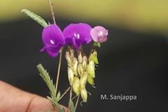 Smithia purpurea